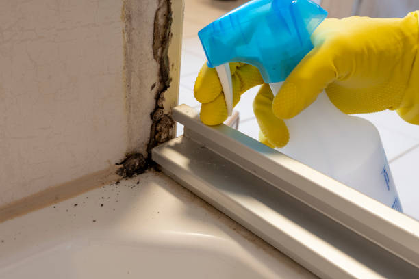 Best Crawl Space Mold Remediation in Harsville, RI