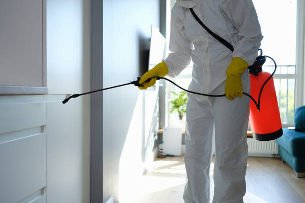 Best Black Mold Remediation in Harsville, RI