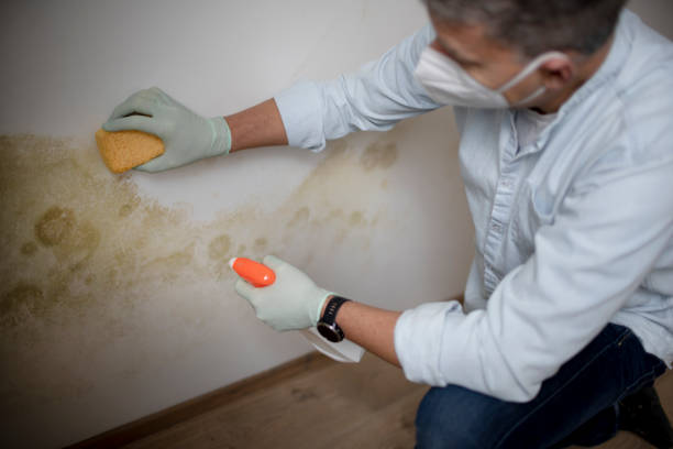 Best Preventive Mold Services in Harsville, RI