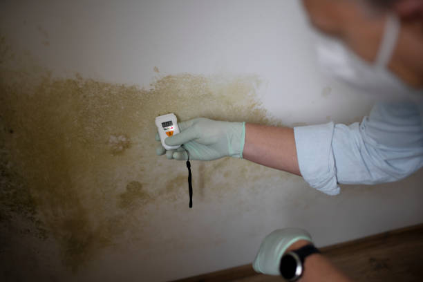 Best Emergency Mold Remediation in Harsville, RI