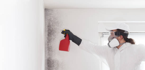 Best HVAC Mold Remediation in Harsville, RI
