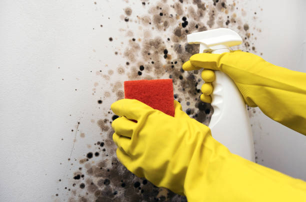Best Residential Mold Remediation in Harsville, RI