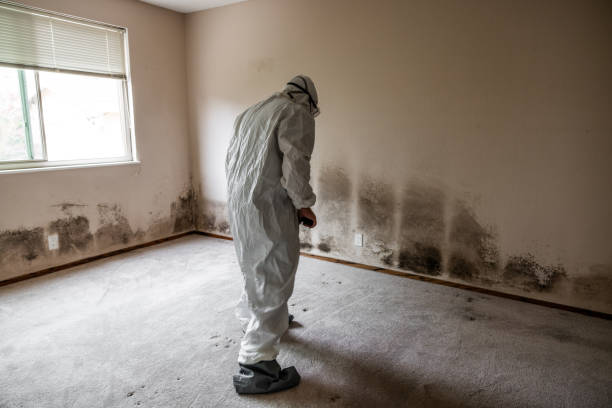Professional Mold Remediation in Harrisville, RI