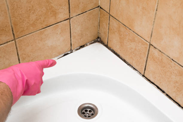 Best Health and Safety Mold Remediation in Harsville, RI