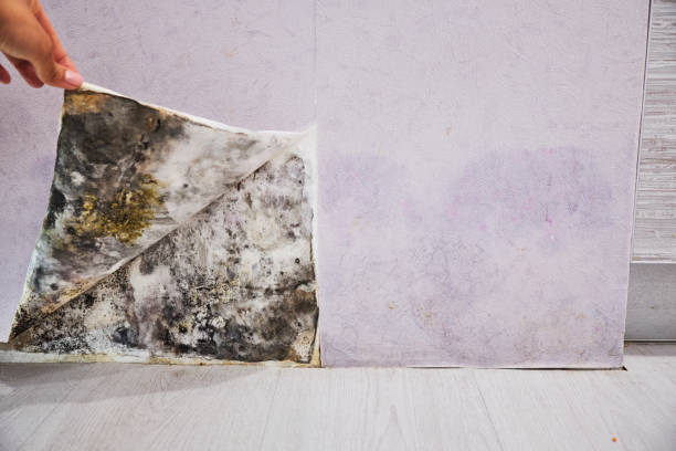 Best Commercial Mold Remediation in Harsville, RI